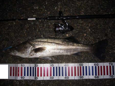 今宵もシーバス調査釣行